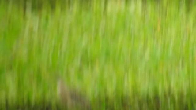 Pinnated Bittern - ML459869021