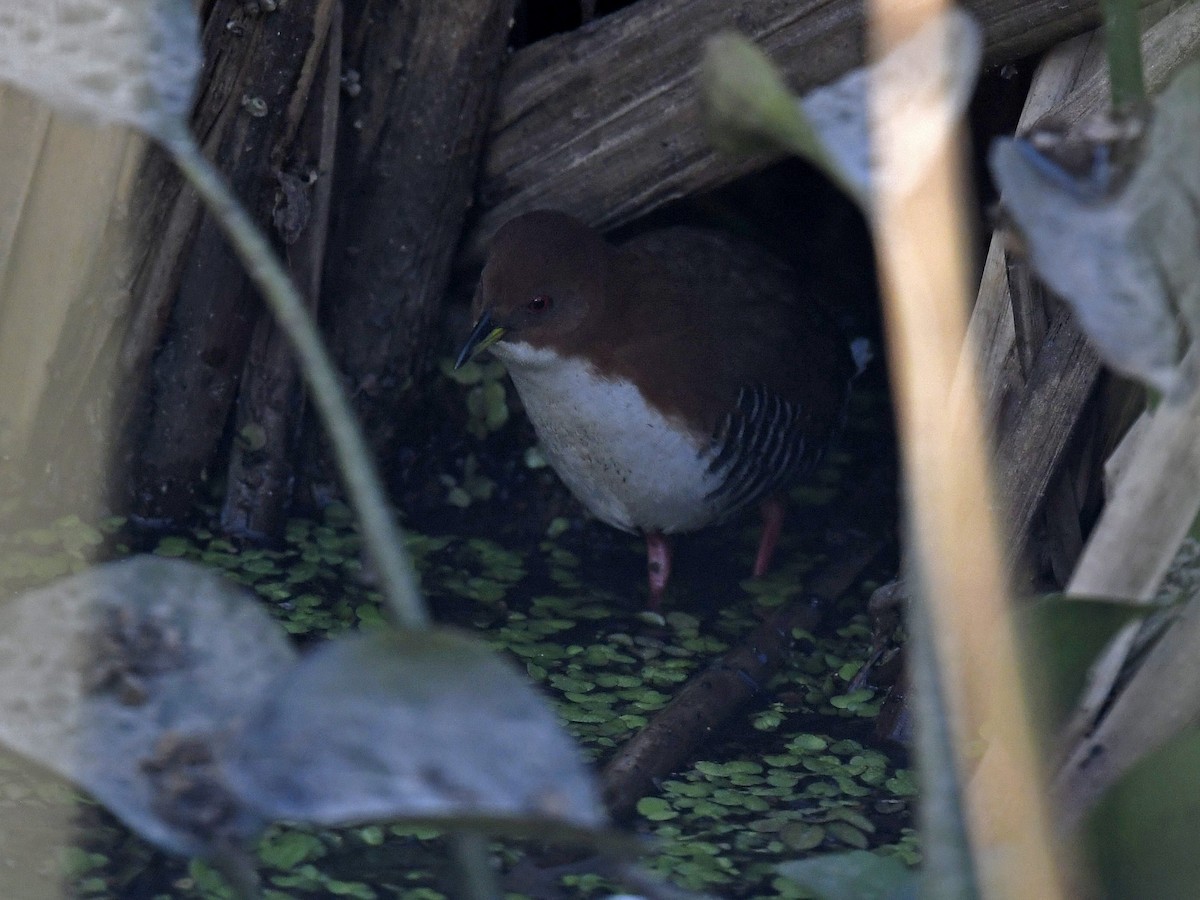 Red-and-white Crake - ML459869301