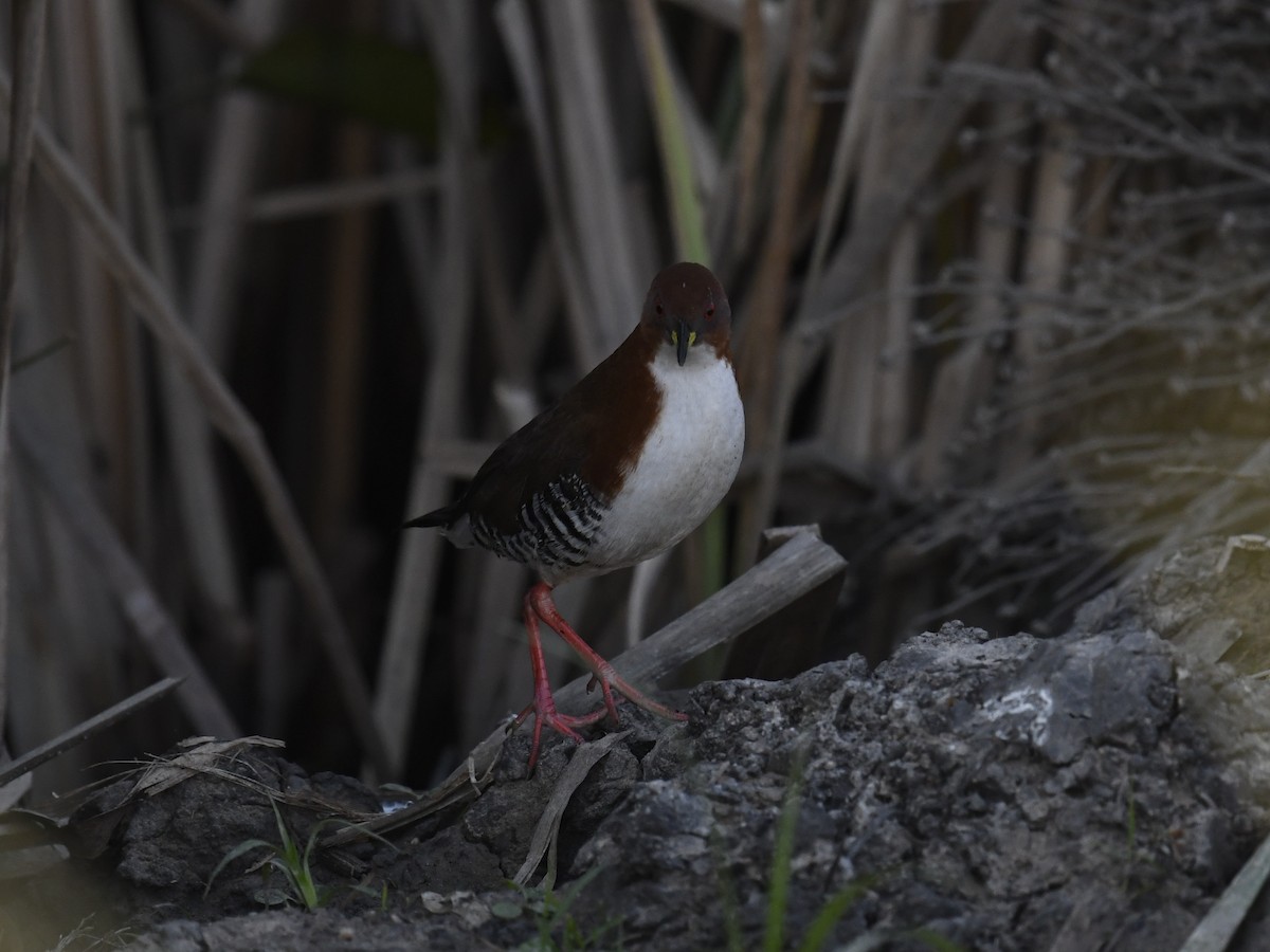 Red-and-white Crake - ML459869491