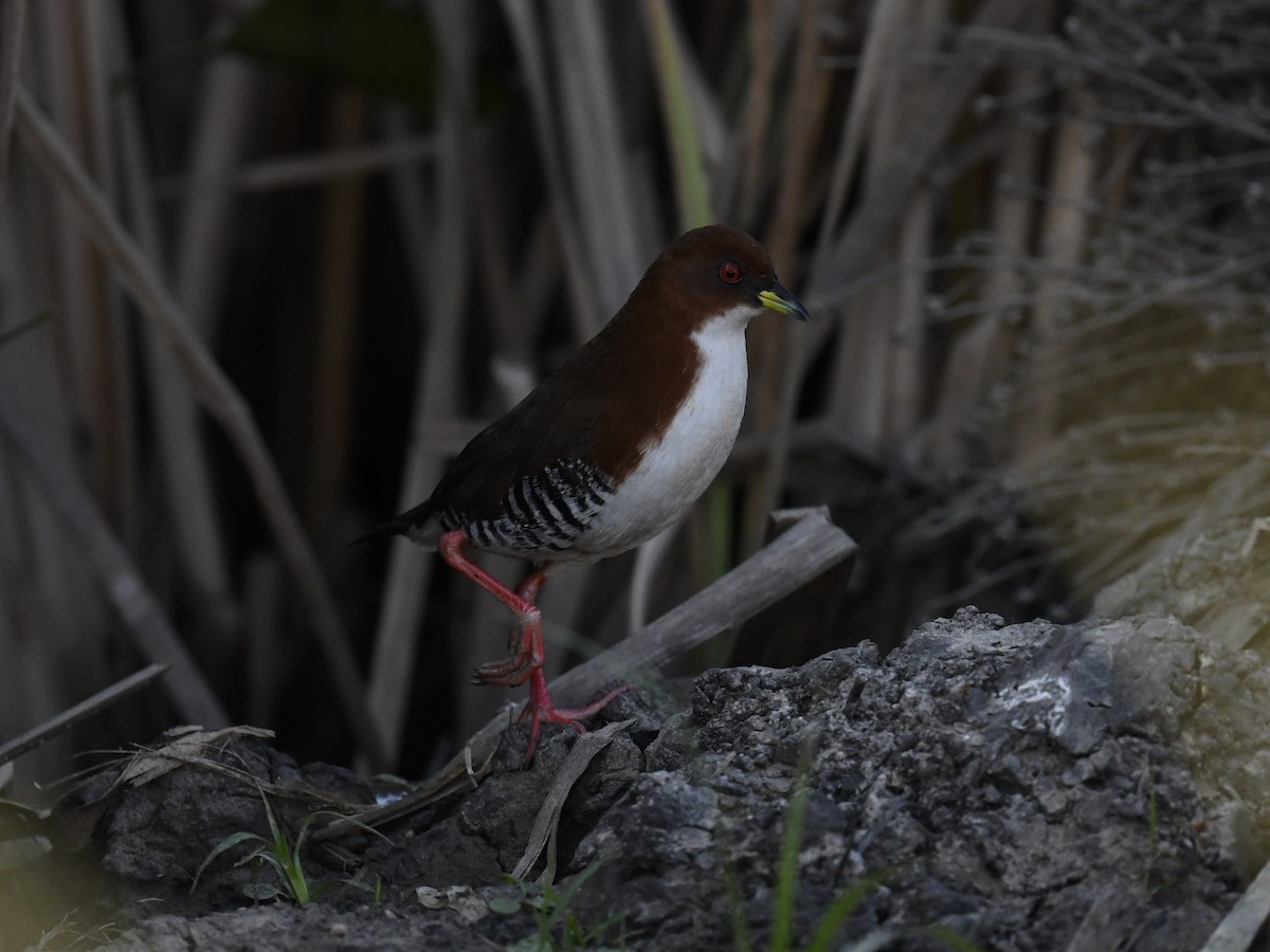 Red-and-white Crake - ML459869501