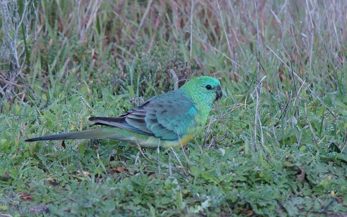 Red-rumped Parrot - ML459870501