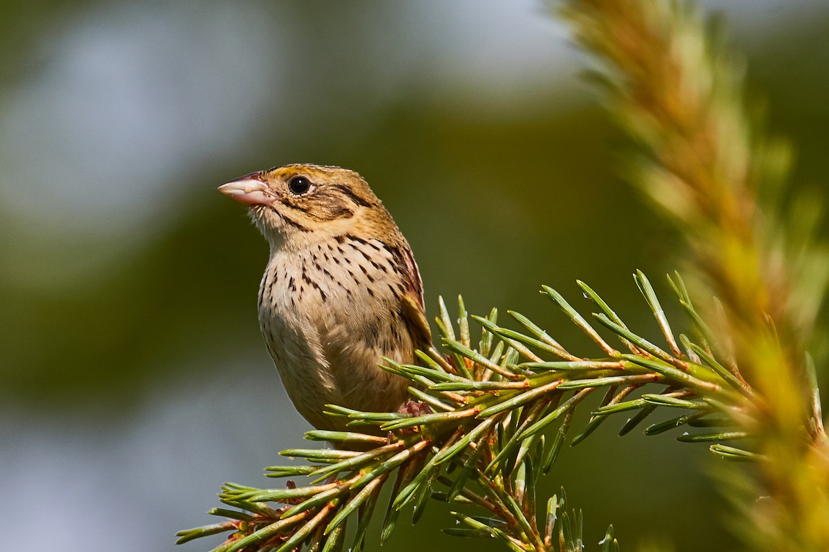 Henslow's Sparrow - ML459870521
