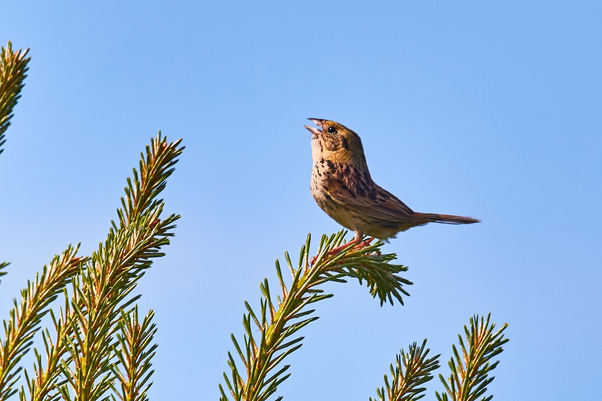 Henslow's Sparrow - ML459870531