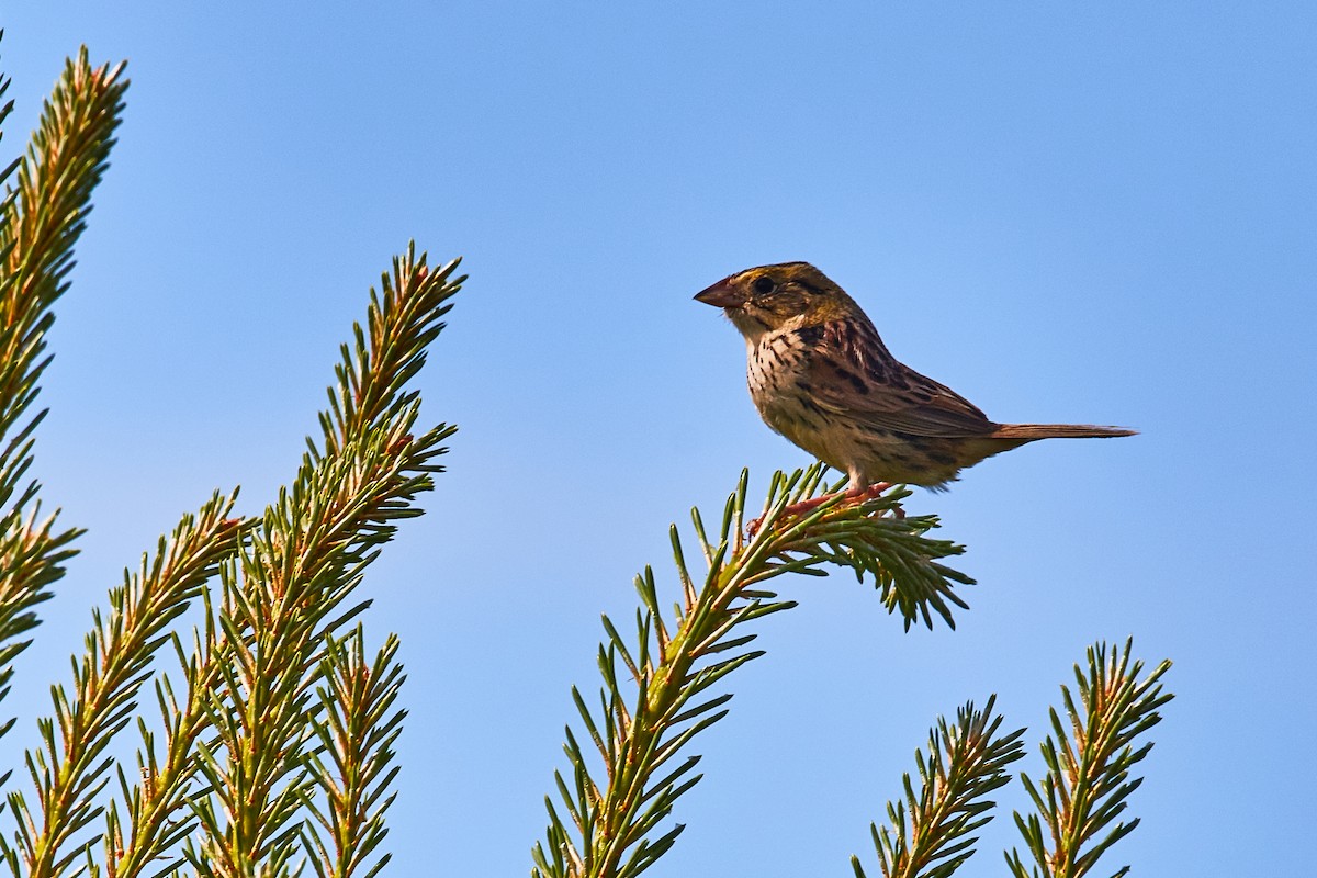 Henslow's Sparrow - ML459870551