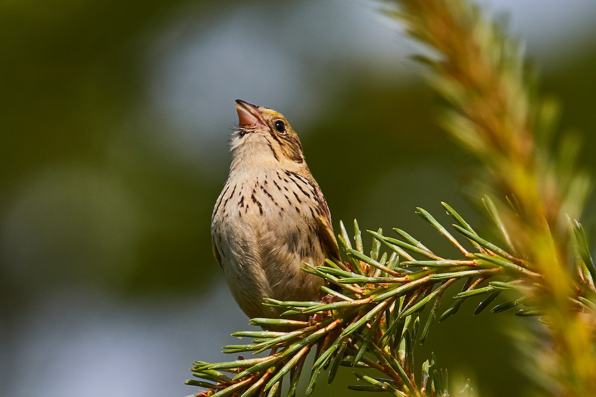 Henslow's Sparrow - ML459871201