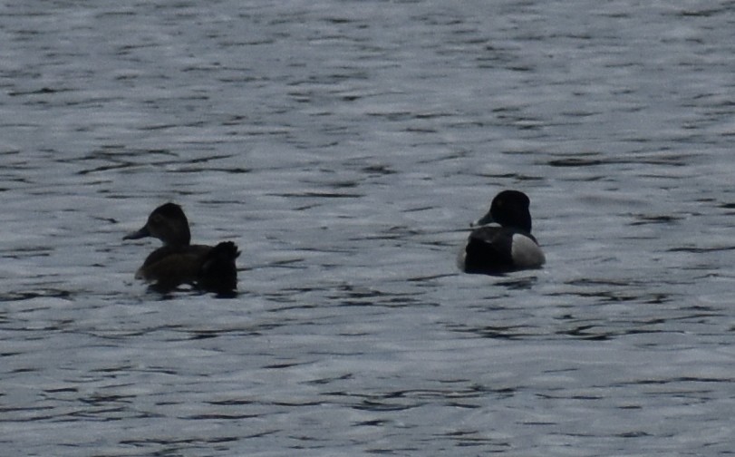 Ring-necked Duck - ML459871311