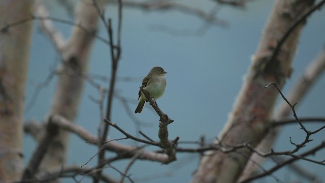 Alder Flycatcher - ML459875861