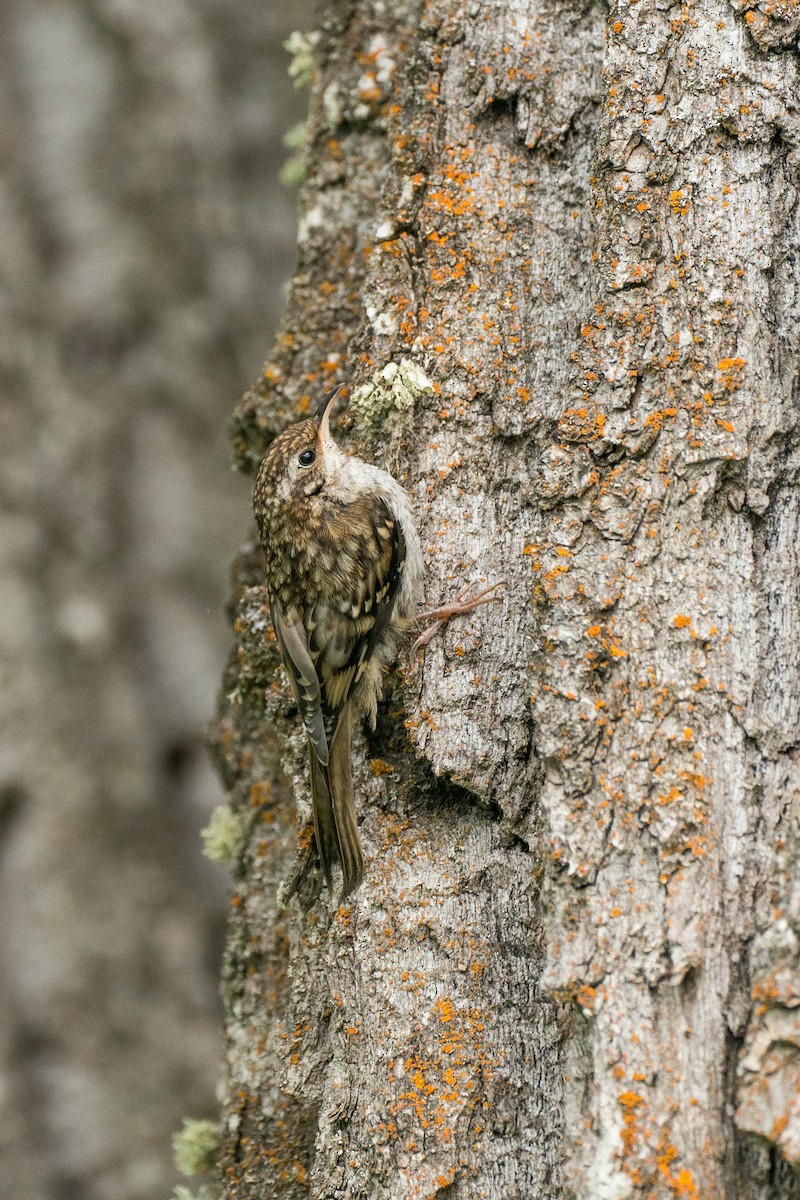Brown Creeper - ML459876961