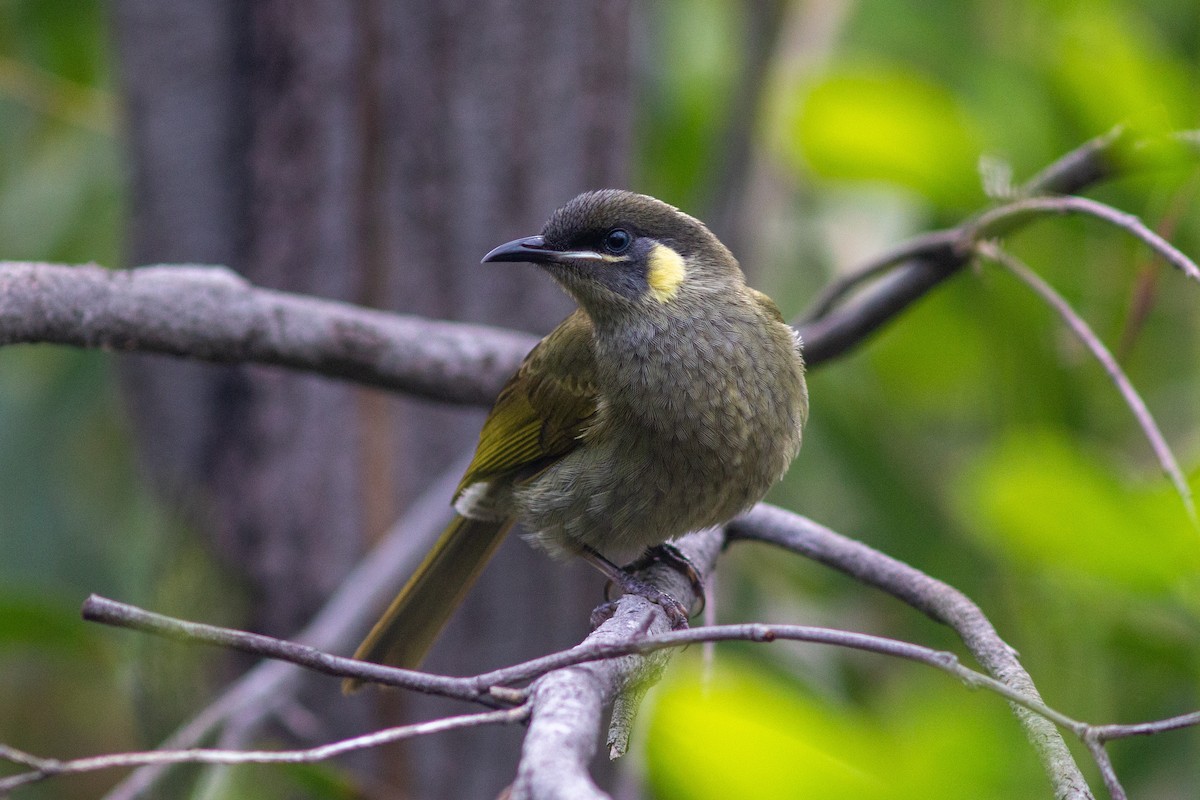 Lewin's Honeyeater - Richard and Margaret Alcorn