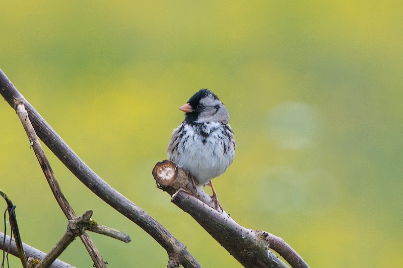 Harris's Sparrow - ML459878831