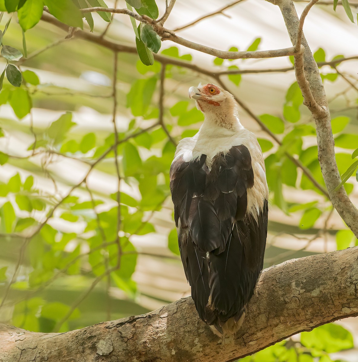 Palm-nut Vulture - ML459880151