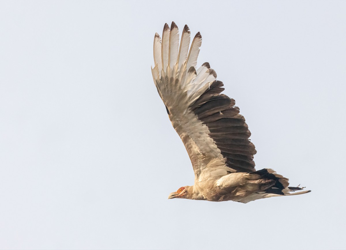 Palm-nut Vulture - ML459880191