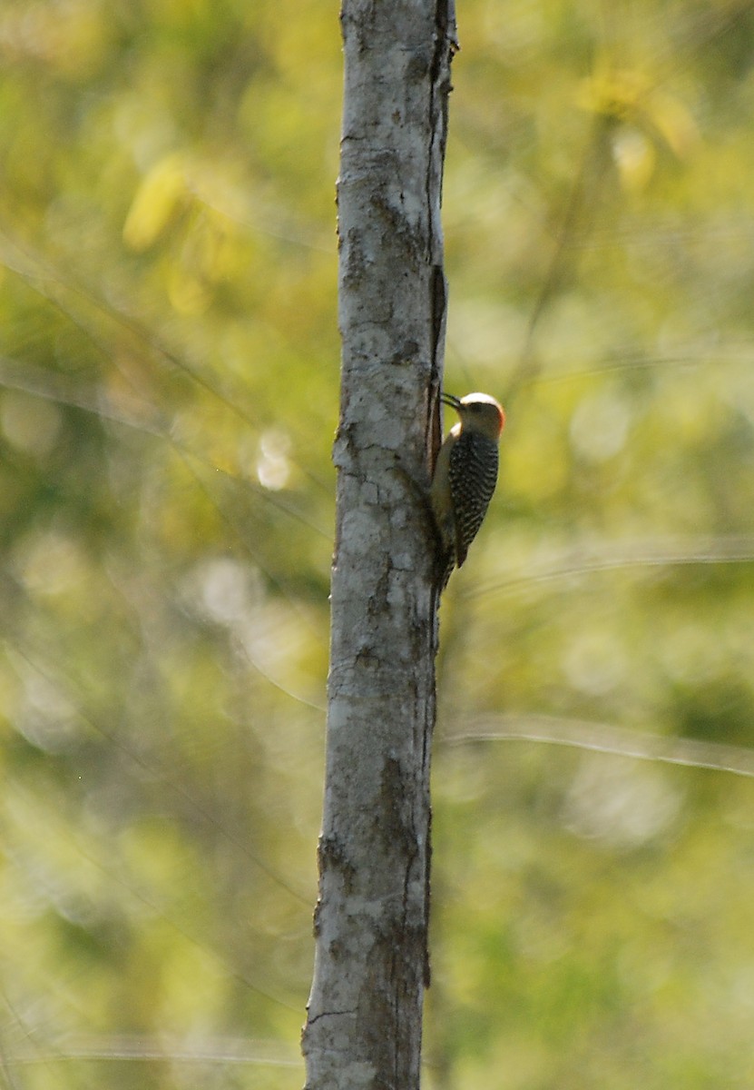 Red-crowned Woodpecker - ML45988021