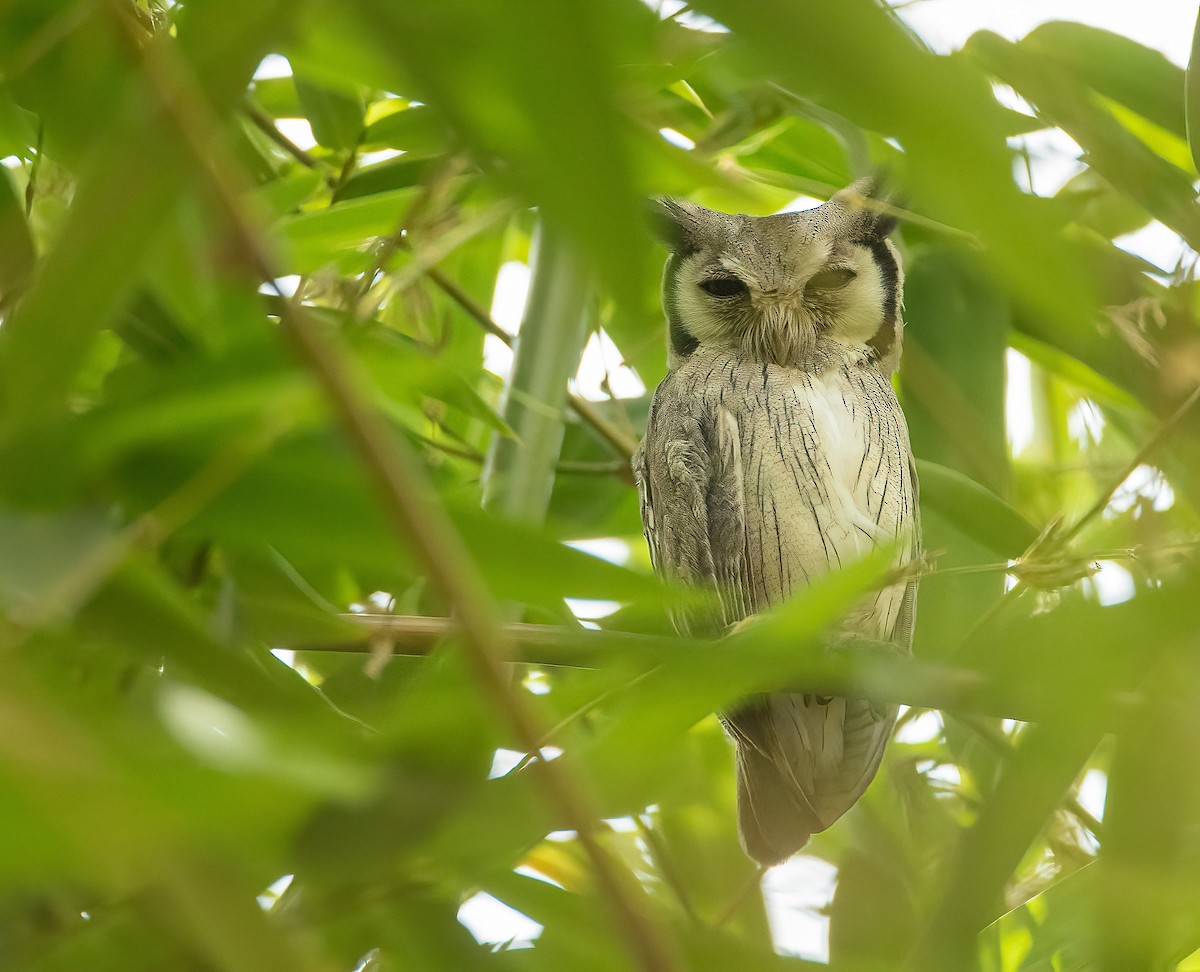 Northern White-faced Owl - ML459880451