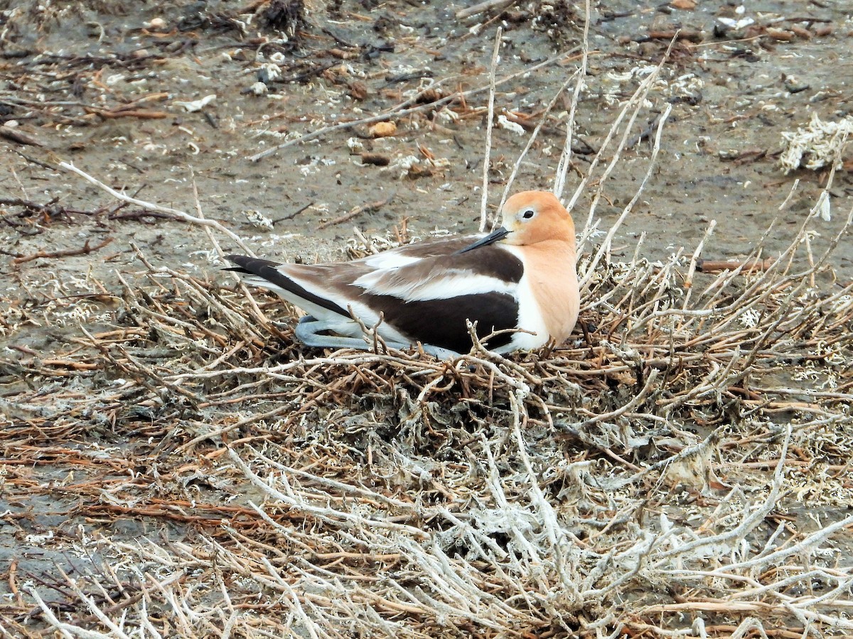 American Avocet - Carol Ann Krug Graves