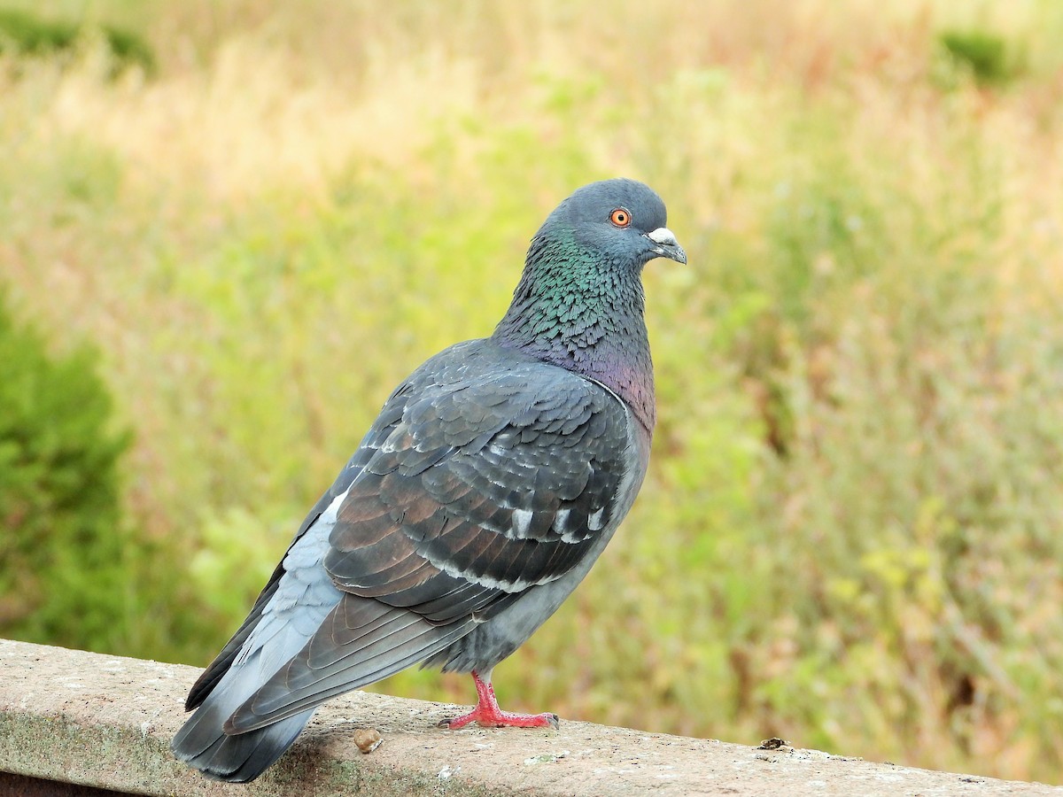 Pigeon biset (forme domestique) - ML459881841