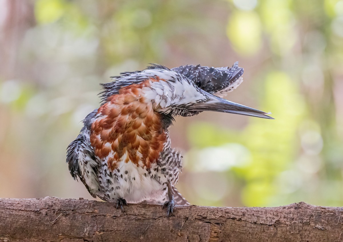 Giant Kingfisher - Pascal De Munck