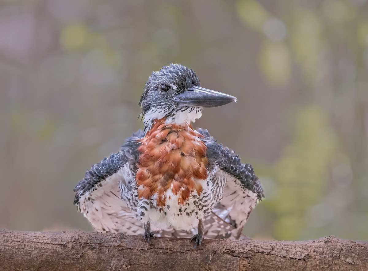 Giant Kingfisher - ML459882461