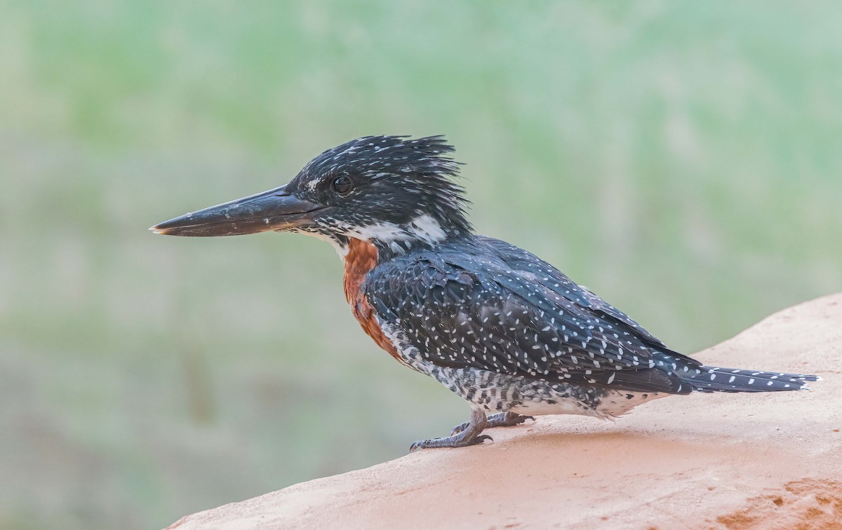 Martin-pêcheur géant - ML459882471