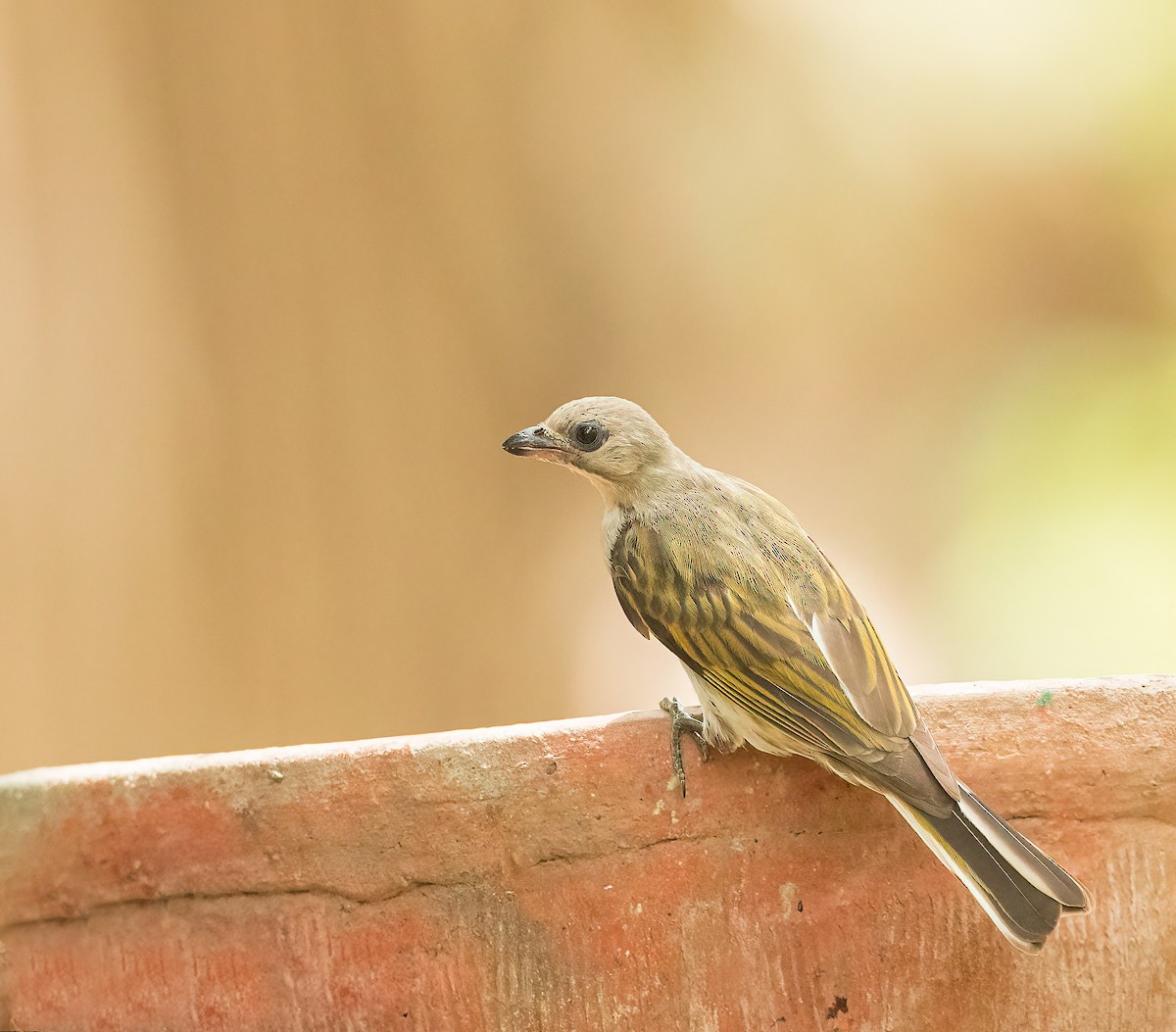 Lesser Honeyguide (Lesser) - Pascal De Munck