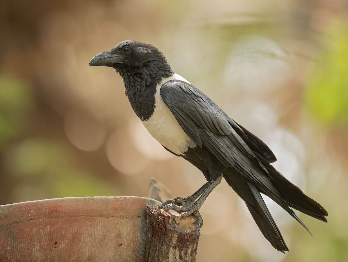 Pied Crow - ML459882891