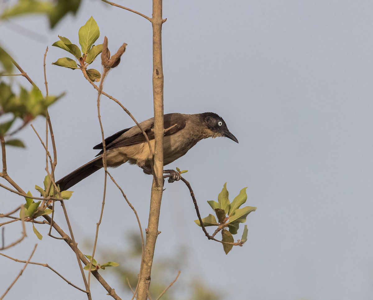 Blackcap Babbler - ML459883051