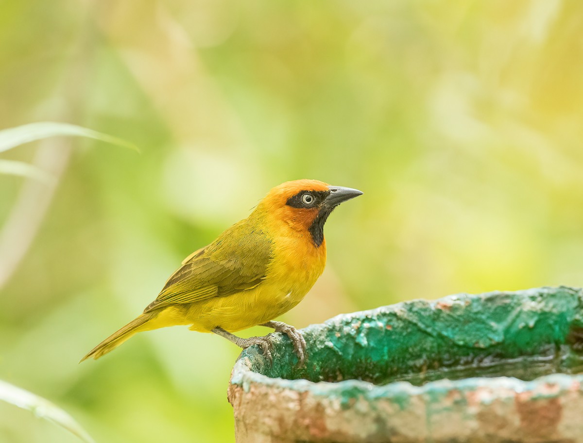 Olive-naped Weaver - ML459883151