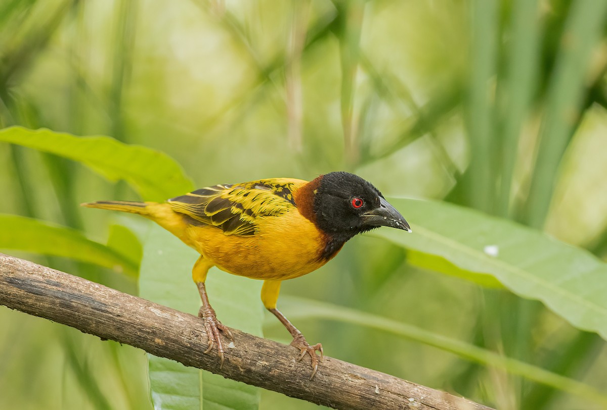 Village Weaver - Pascal De Munck