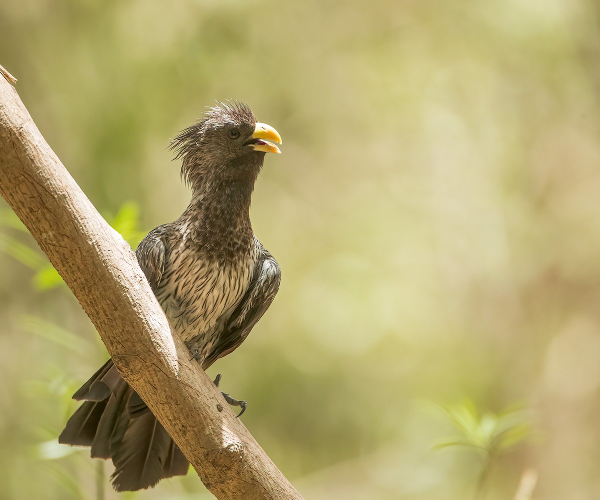 Turaco Gris Occidental - ML459883471