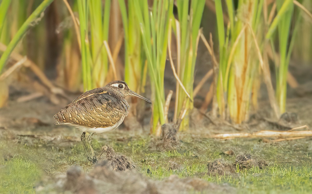 riksesnipe - ML459883641