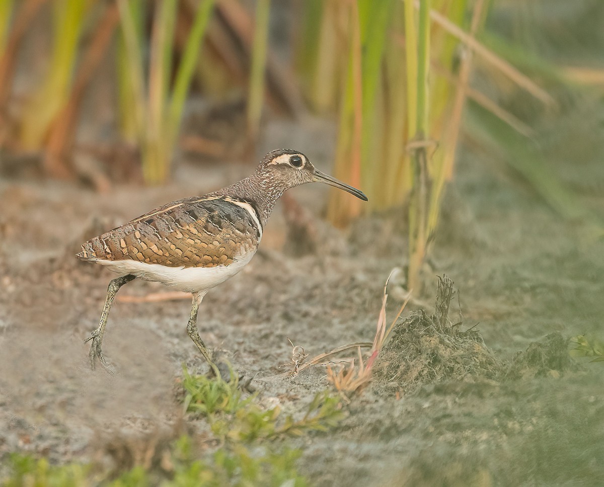 riksesnipe - ML459883671