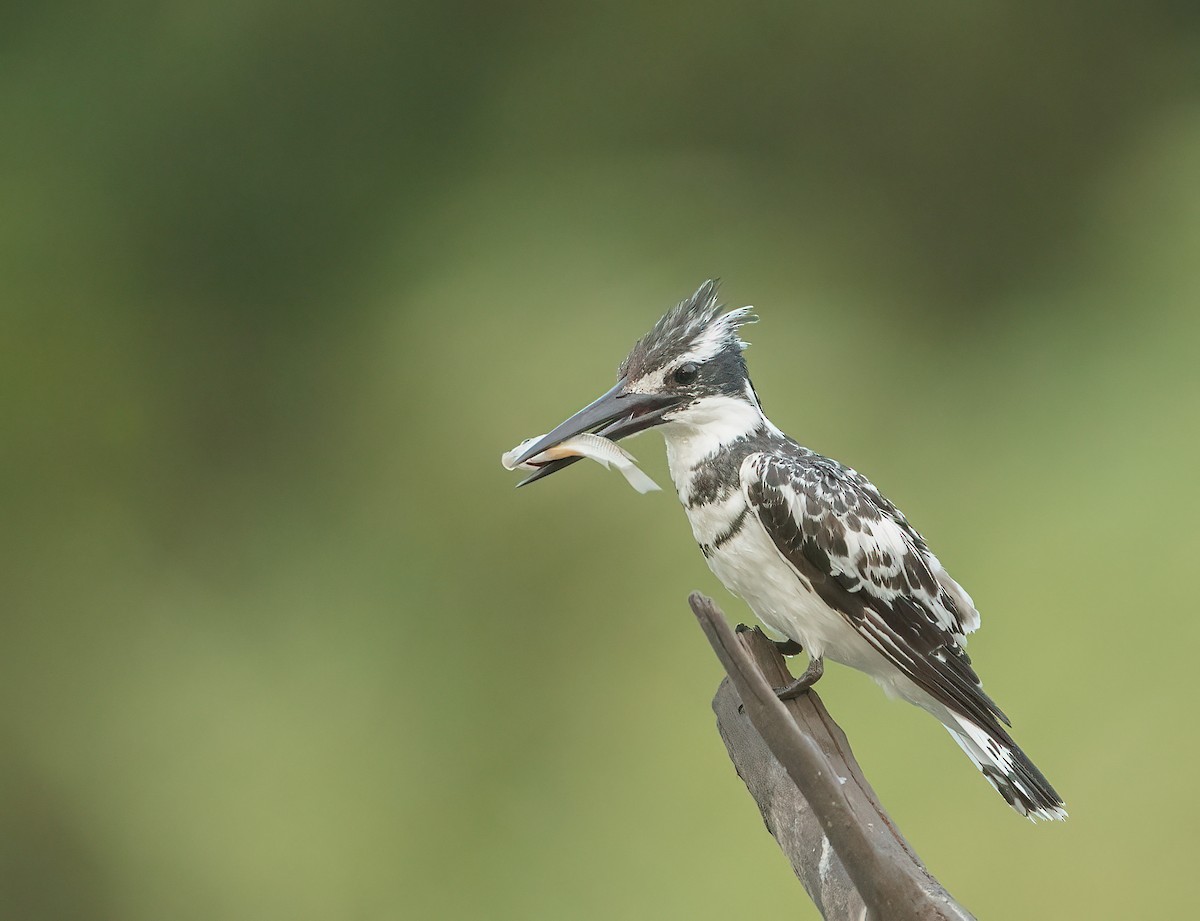 Pied Kingfisher - ML459883871