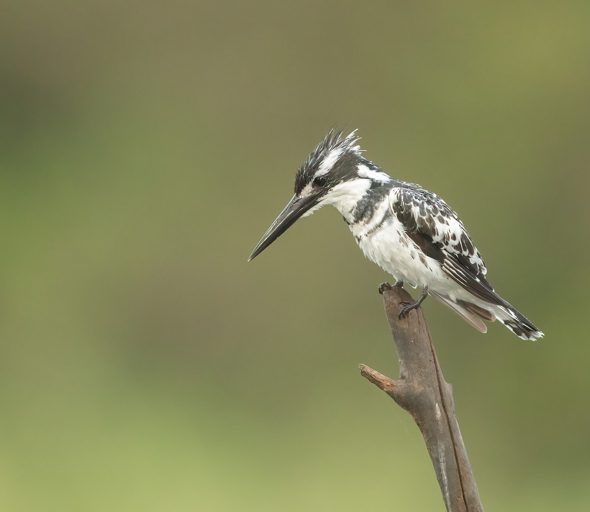 Pied Kingfisher - ML459883881