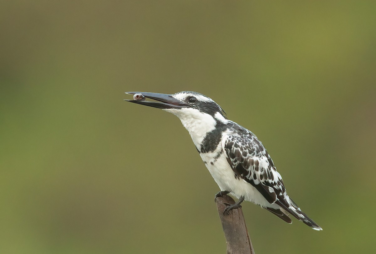 Pied Kingfisher - ML459883891