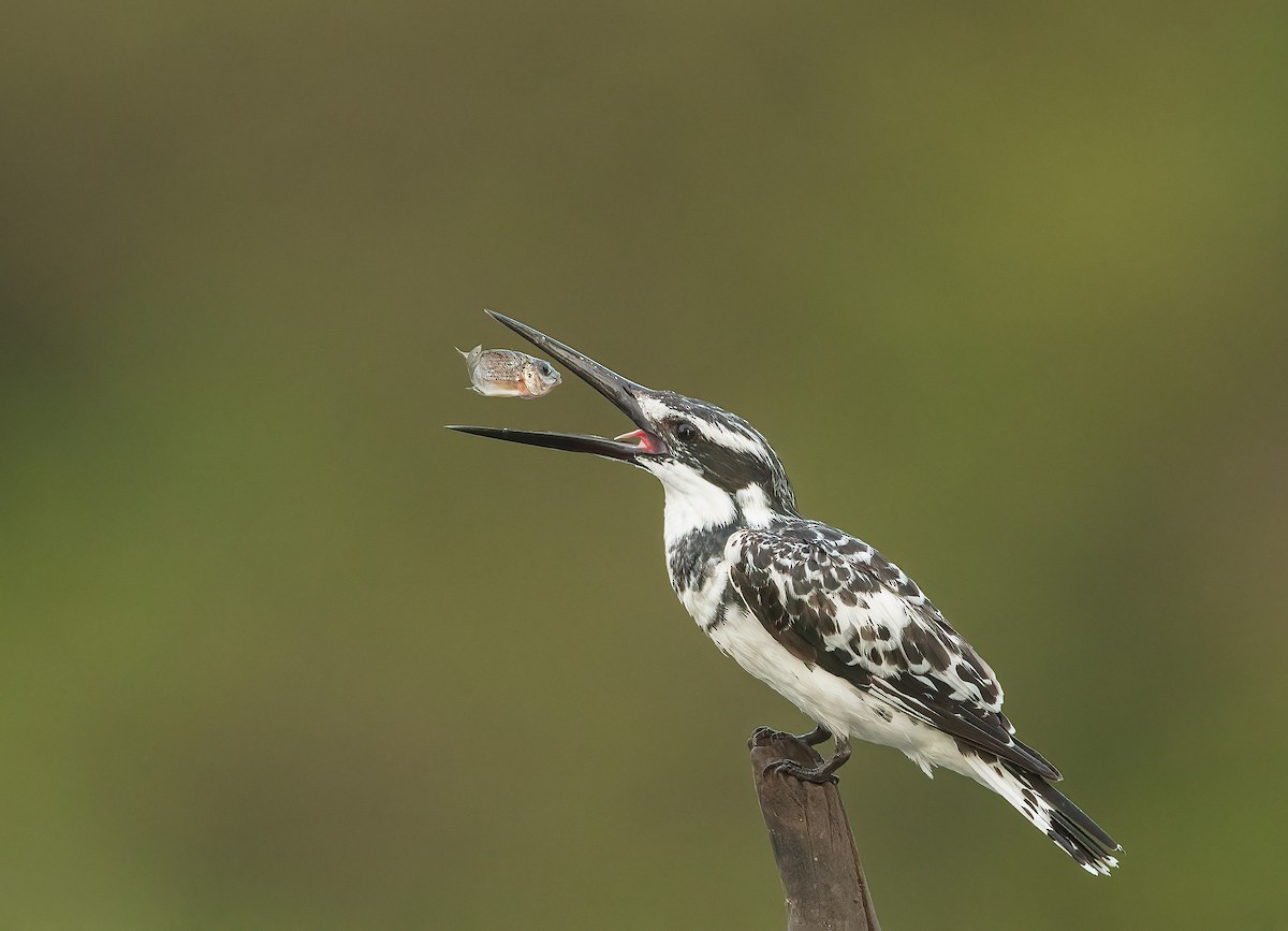 Pied Kingfisher - Pascal De Munck