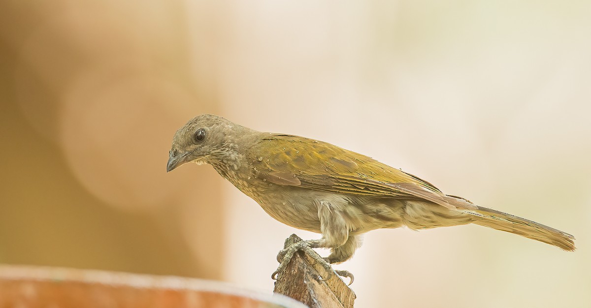 Spotted Honeyguide - ML459884021