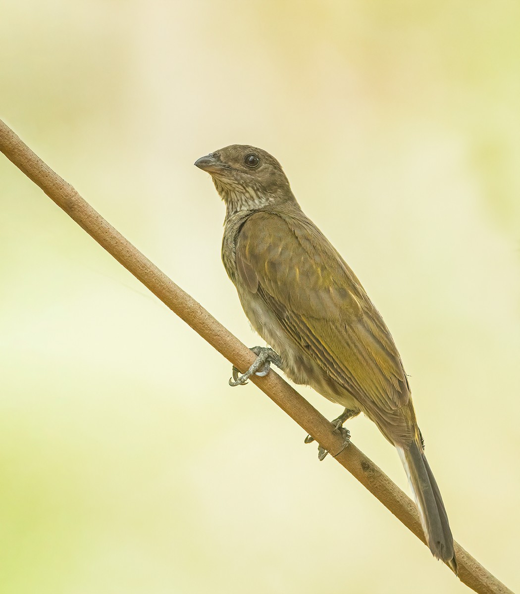 Spotted Honeyguide - ML459884031