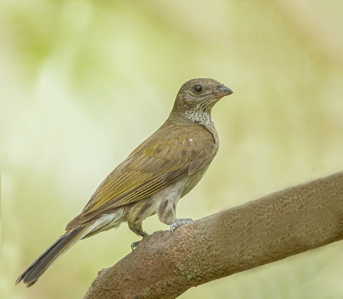 Spotted Honeyguide - ML459884041