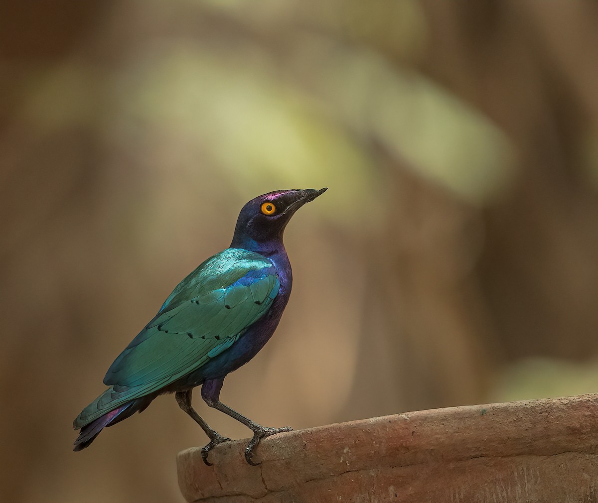 Purple Starling - ML459884231