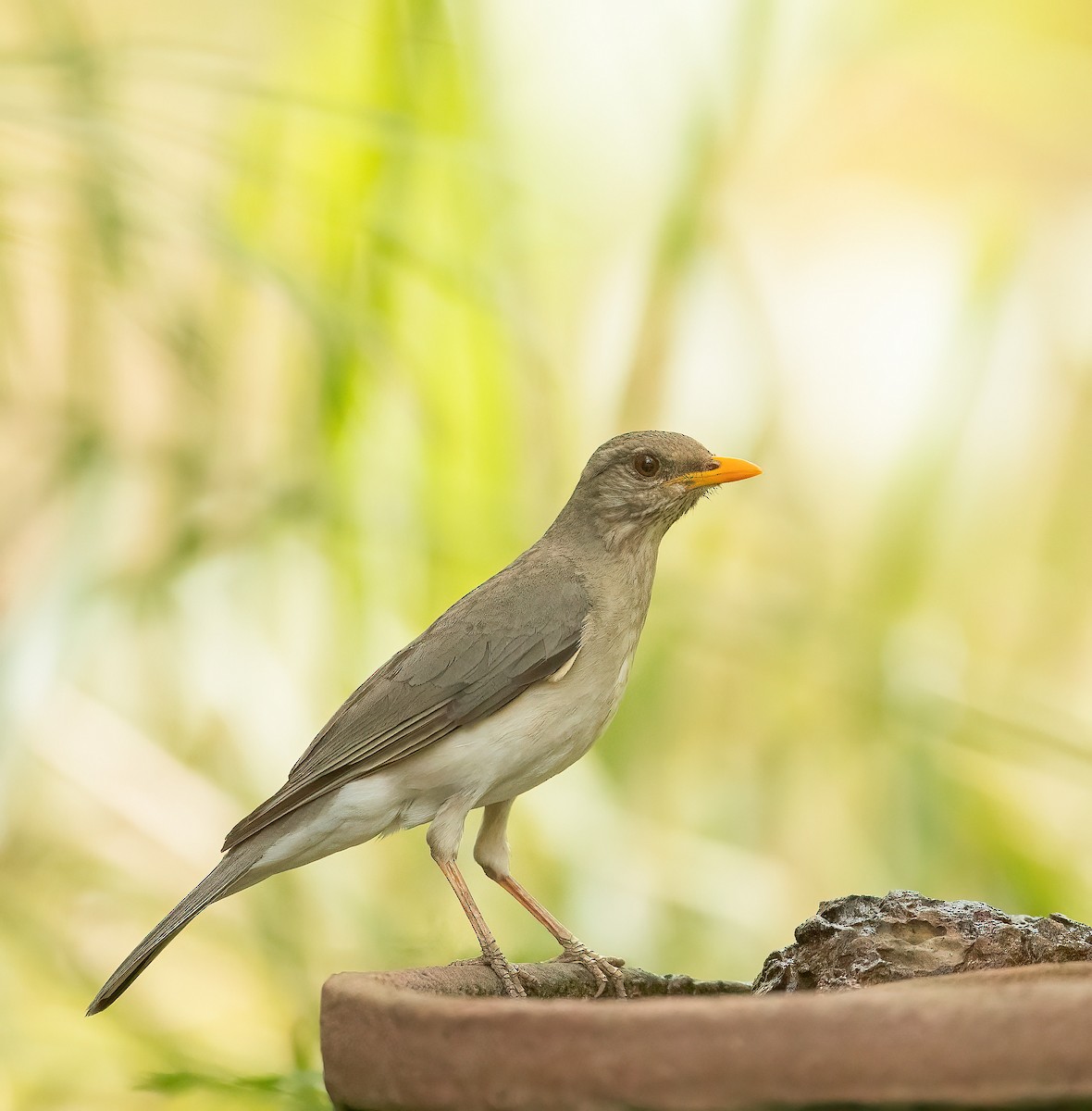 African Thrush - ML459884271