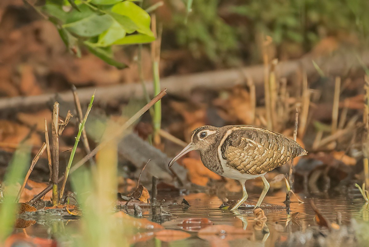 Greater Painted-Snipe - Pascal De Munck