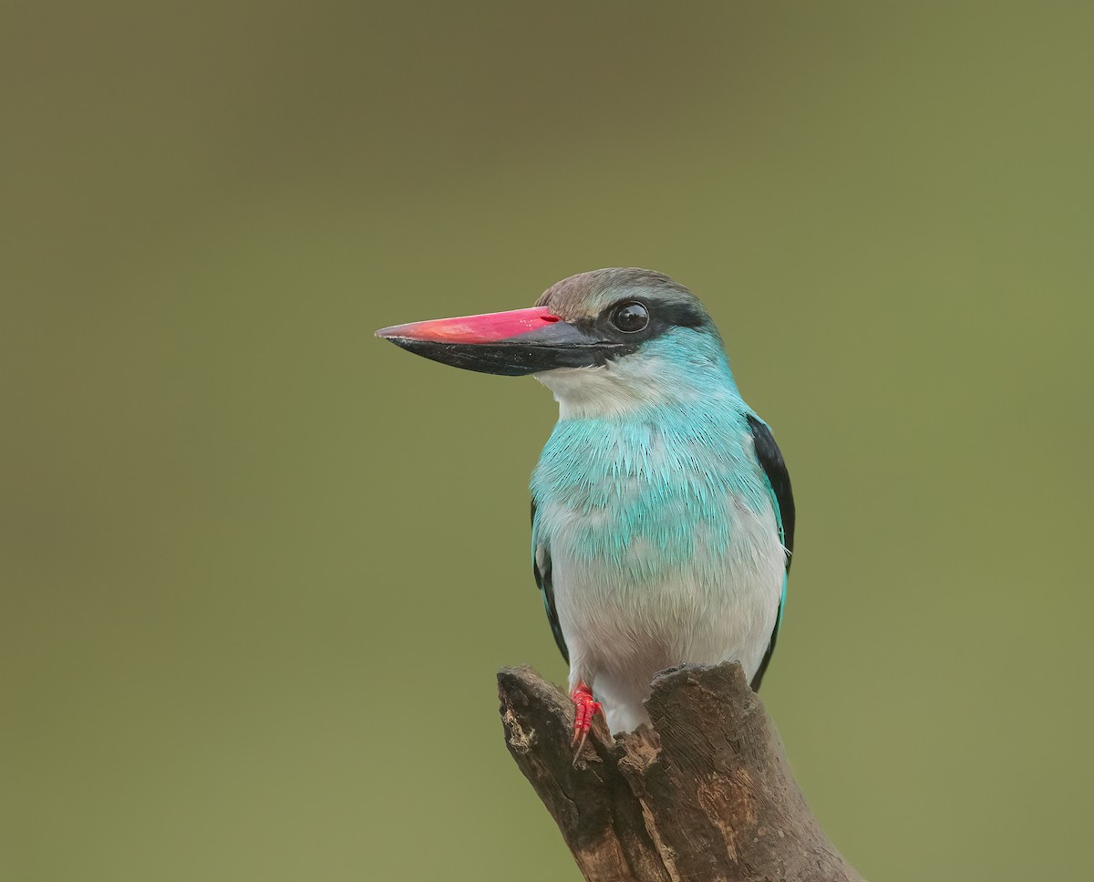 Blue-breasted Kingfisher - Pascal De Munck