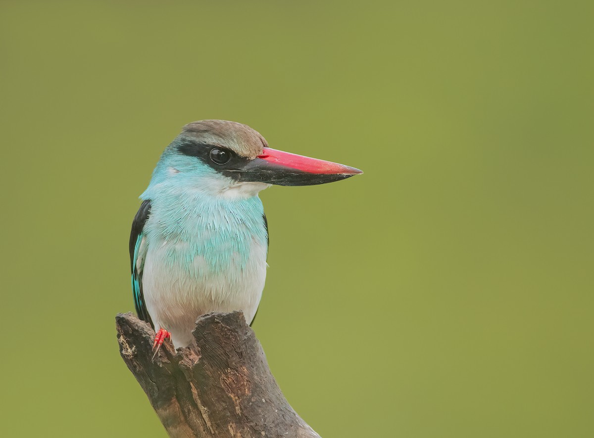 Martin-chasseur à poitrine bleue - ML459884641