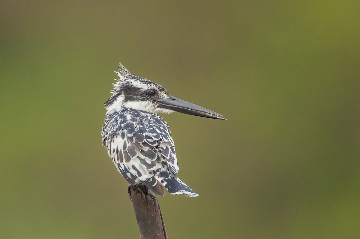 Pied Kingfisher - ML459884681