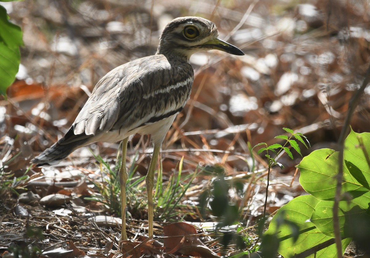 dytík indický - ML459886181