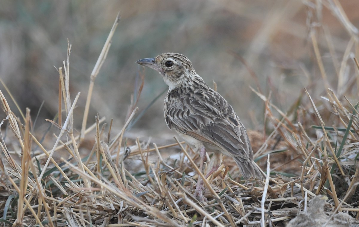 skřivan skvrnitý - ML459886211