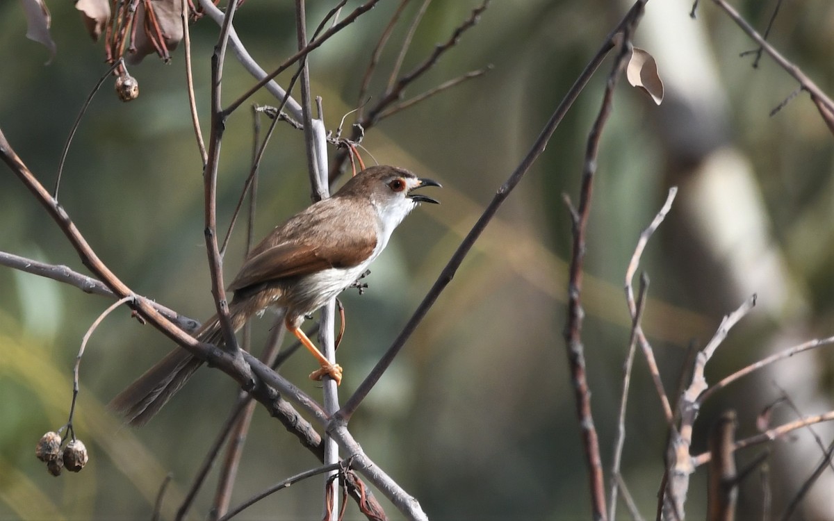 Yellow-eyed Babbler - ML459886281