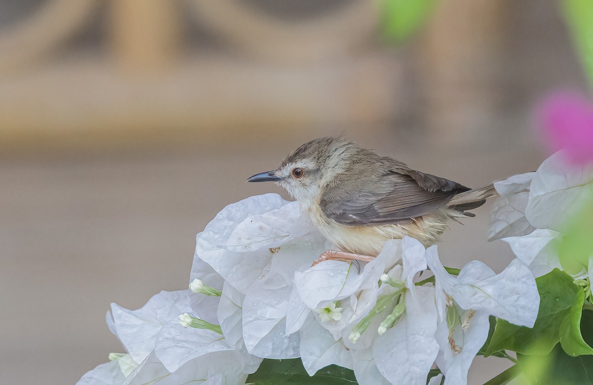 Tawny-flanked Prinia - ML459887671