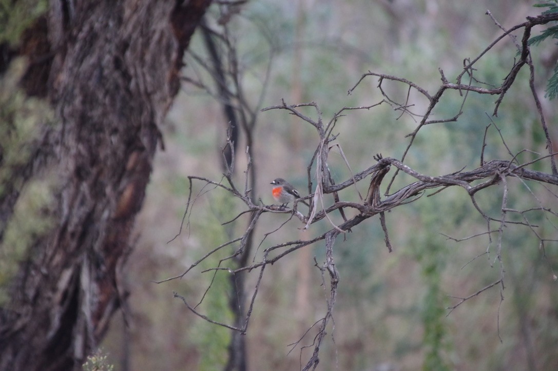 Scarlet Robin - ML459889631