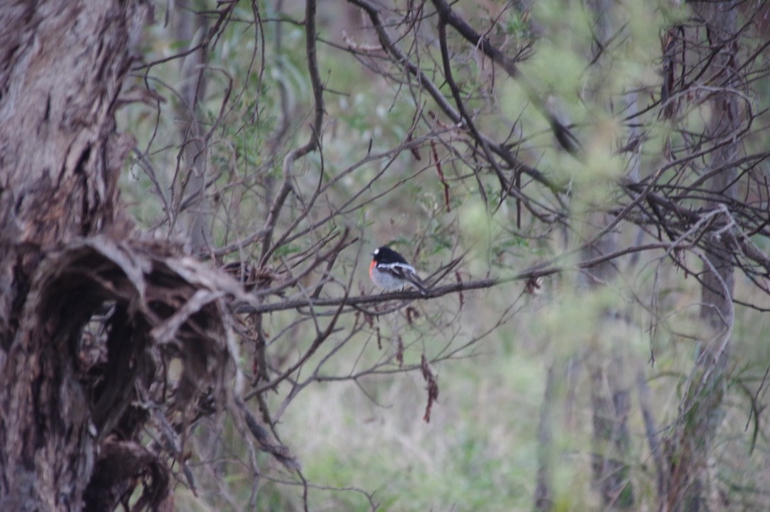 Scarlet Robin - ML459889641